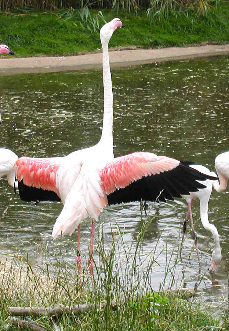 Phoenicopteriformes
