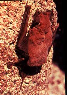 Molossidae