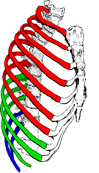 rib