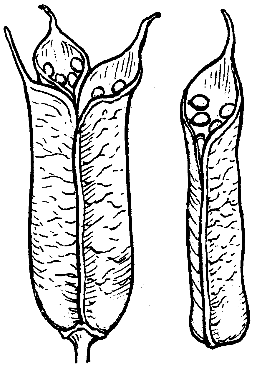follicle