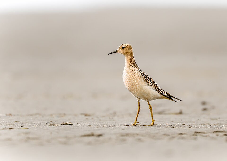 Buff-breasted Sandpiper