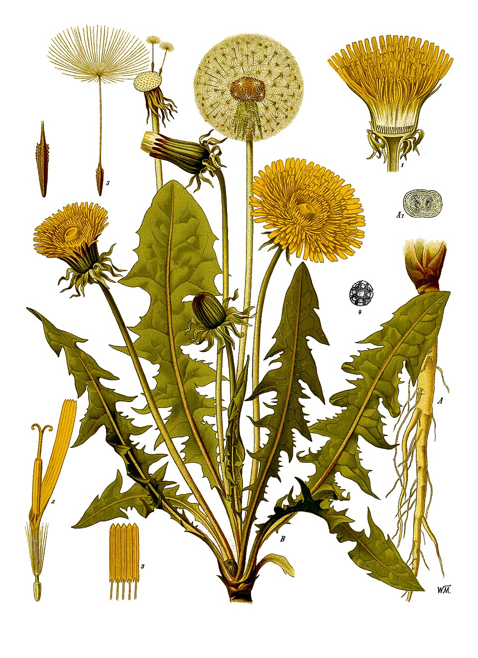 common dandelion