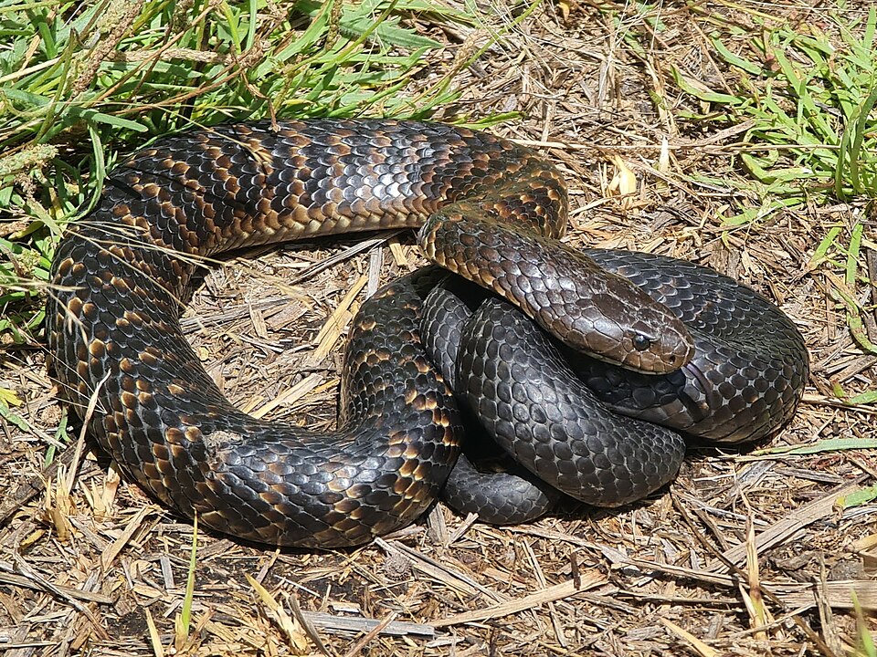 Notechis scutatus
