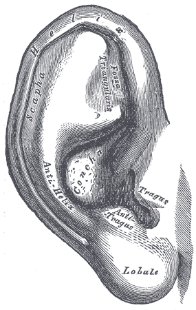 auricle