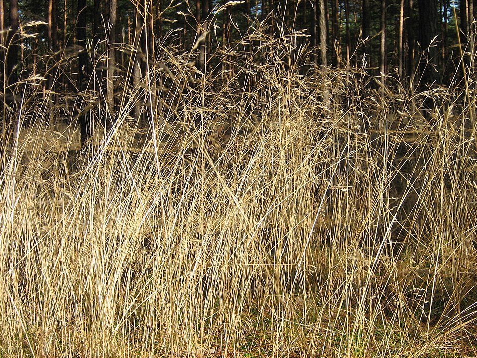 Avenella flexuosa
