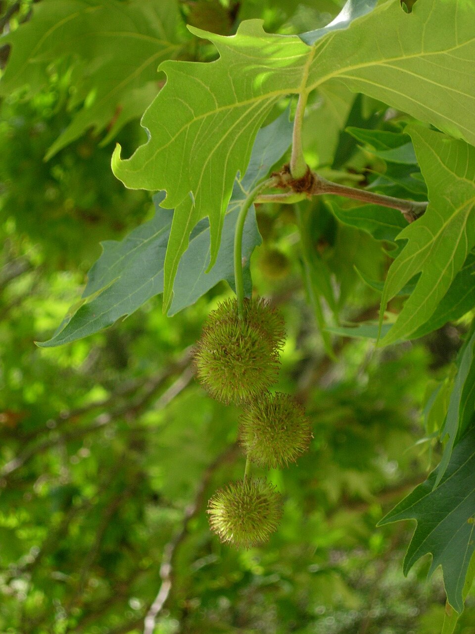 Plantanus orientalis