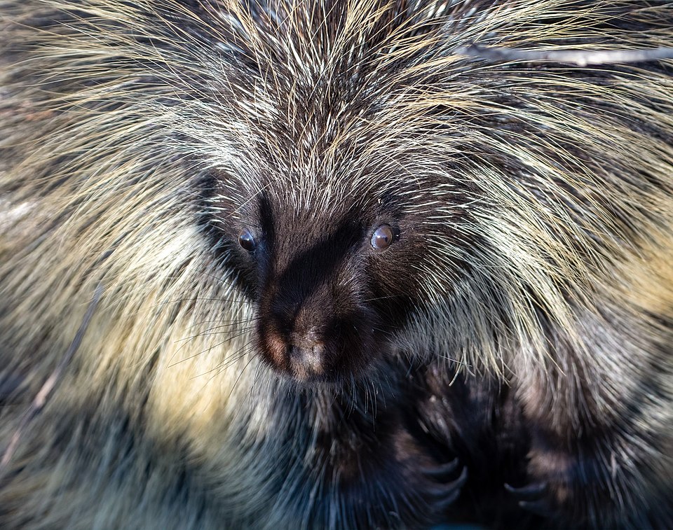 porcupine