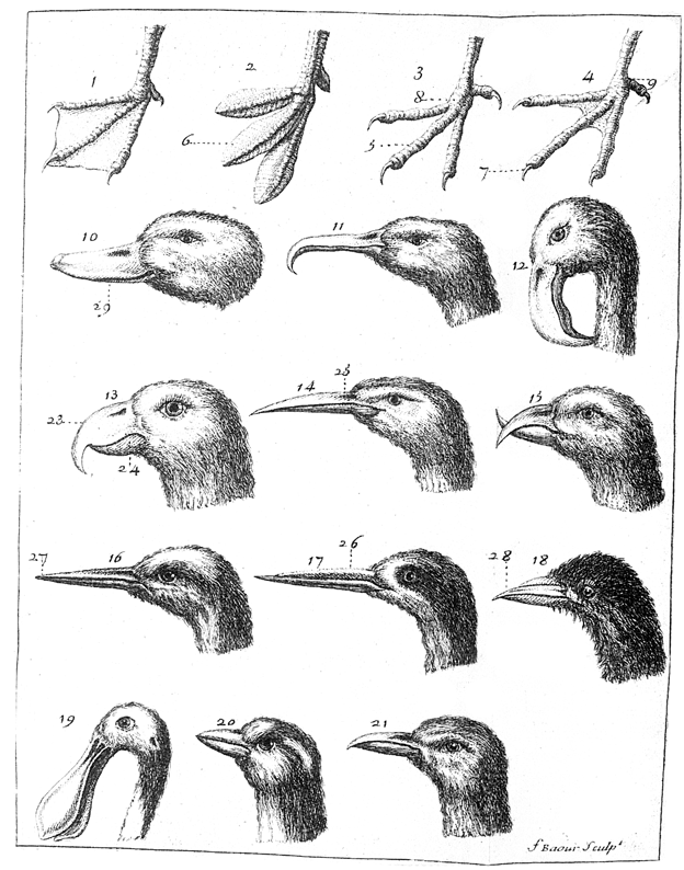 beak