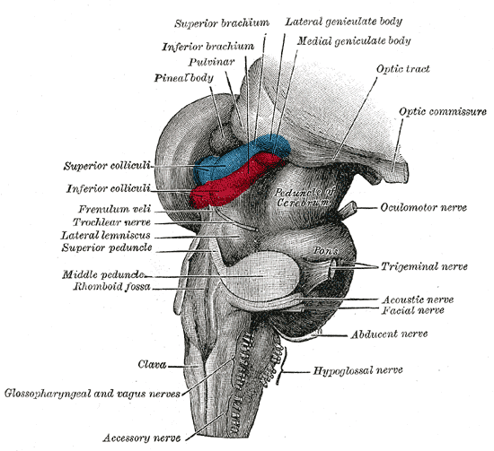 brain stem