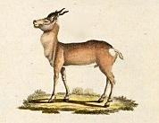 Procapra