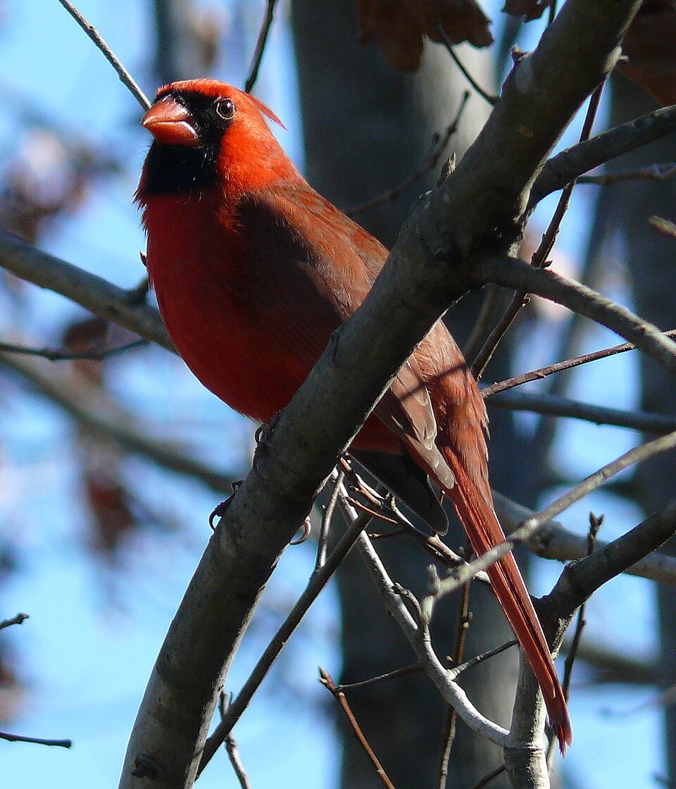 Cardinalidae