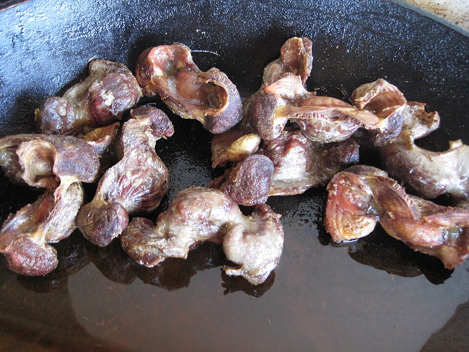 gizzard