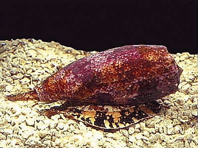 Conus