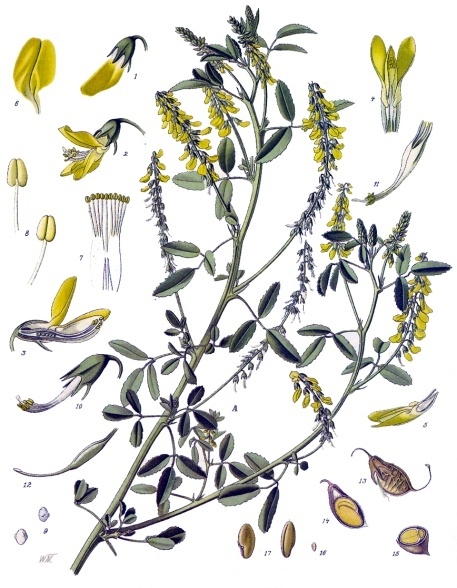 Melilotus
