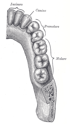 premolar