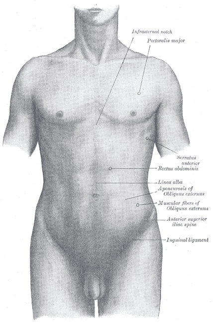 torso