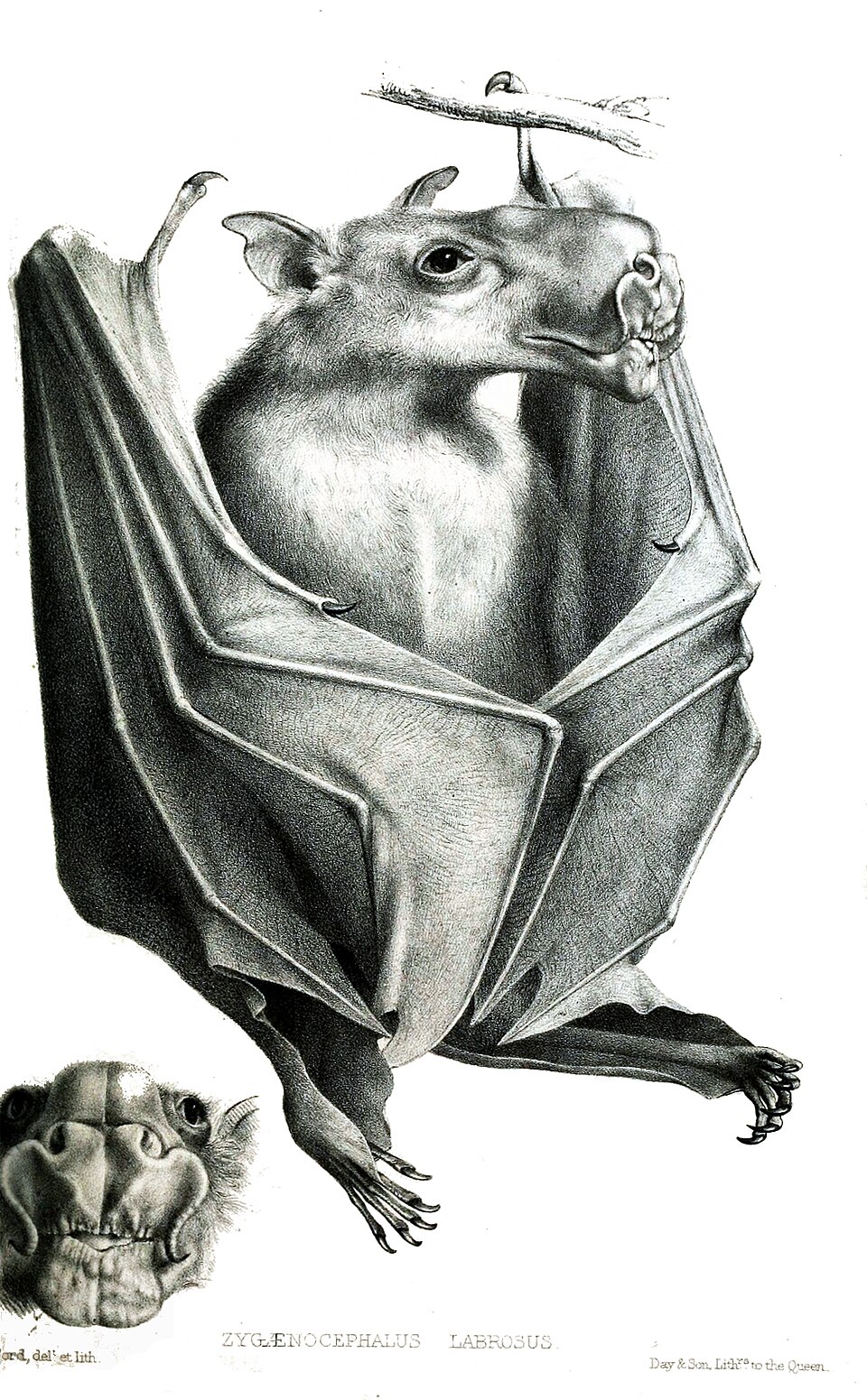 Hammer-headed bat