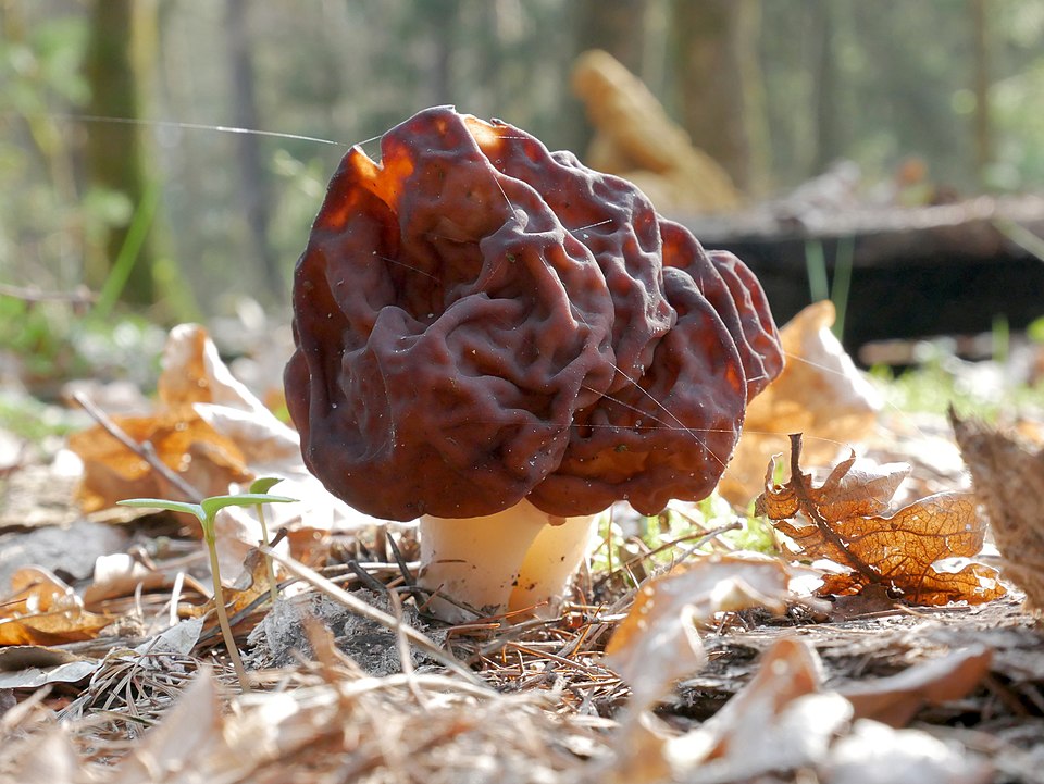 Gyromitra esculenta