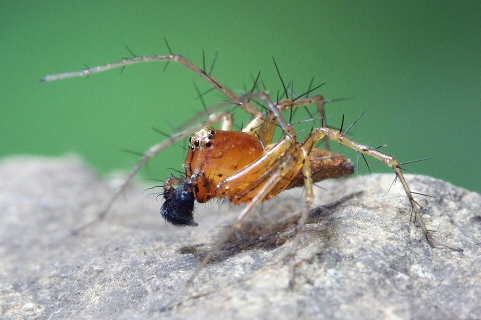 lynx spider