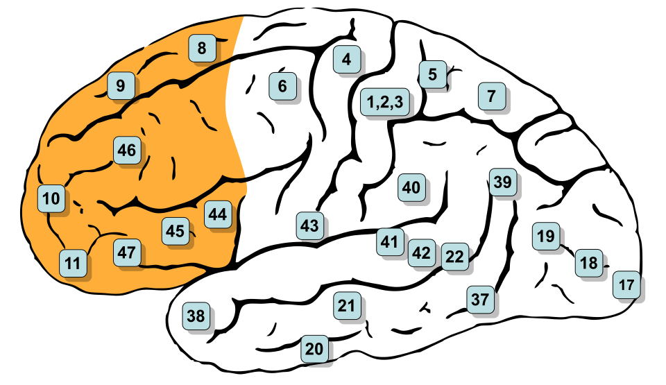 prefrontal cortex